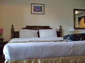 Eurasia Boutique Hotel and Residence bed